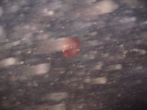 tough polyurethane helium balloons